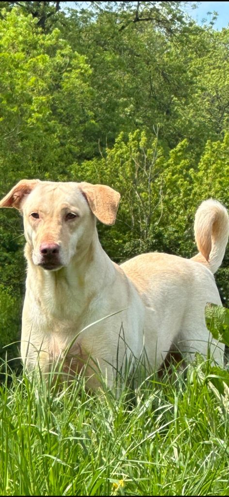 Lola Fundraiser Rushton Dog Rescue
