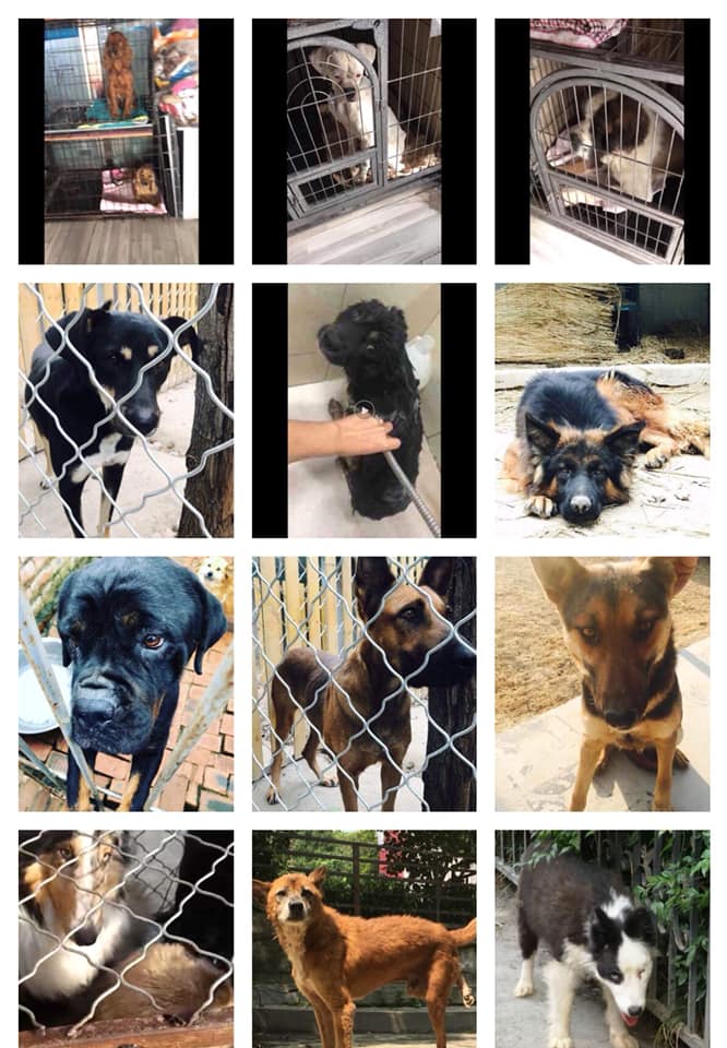 A selection of the dogs we have waiting in China