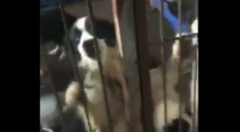 A collie at Ya'an dog shelter, China