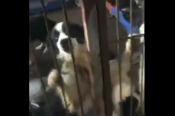 A collie at Ya'an dog shelter, China