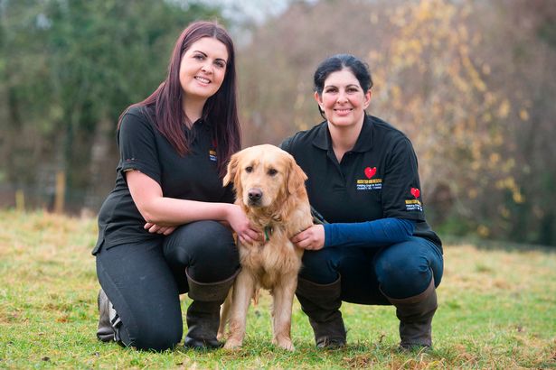 About Rushton Dog Rescue at Freedom Farm in Somerset, UK
