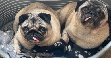 ADOPT ME – TOBY & TULULA ♥️
