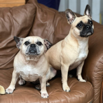 ADOPT ME – Crumple and Echo ❤️