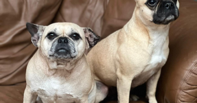 ADOPT ME – Crumple and Echo ❤️