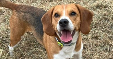 ADOPT ME – Wilbur ❤️