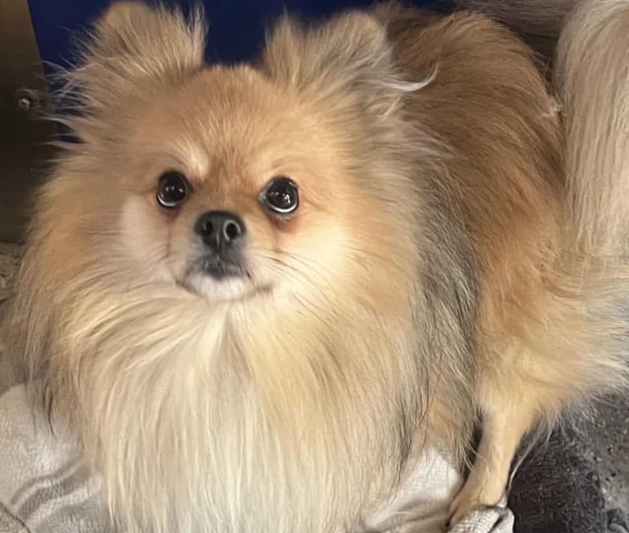 Eddie, a 4 years old male Pomeranian available for adoption from Rushton Dog Rescue in Somerset