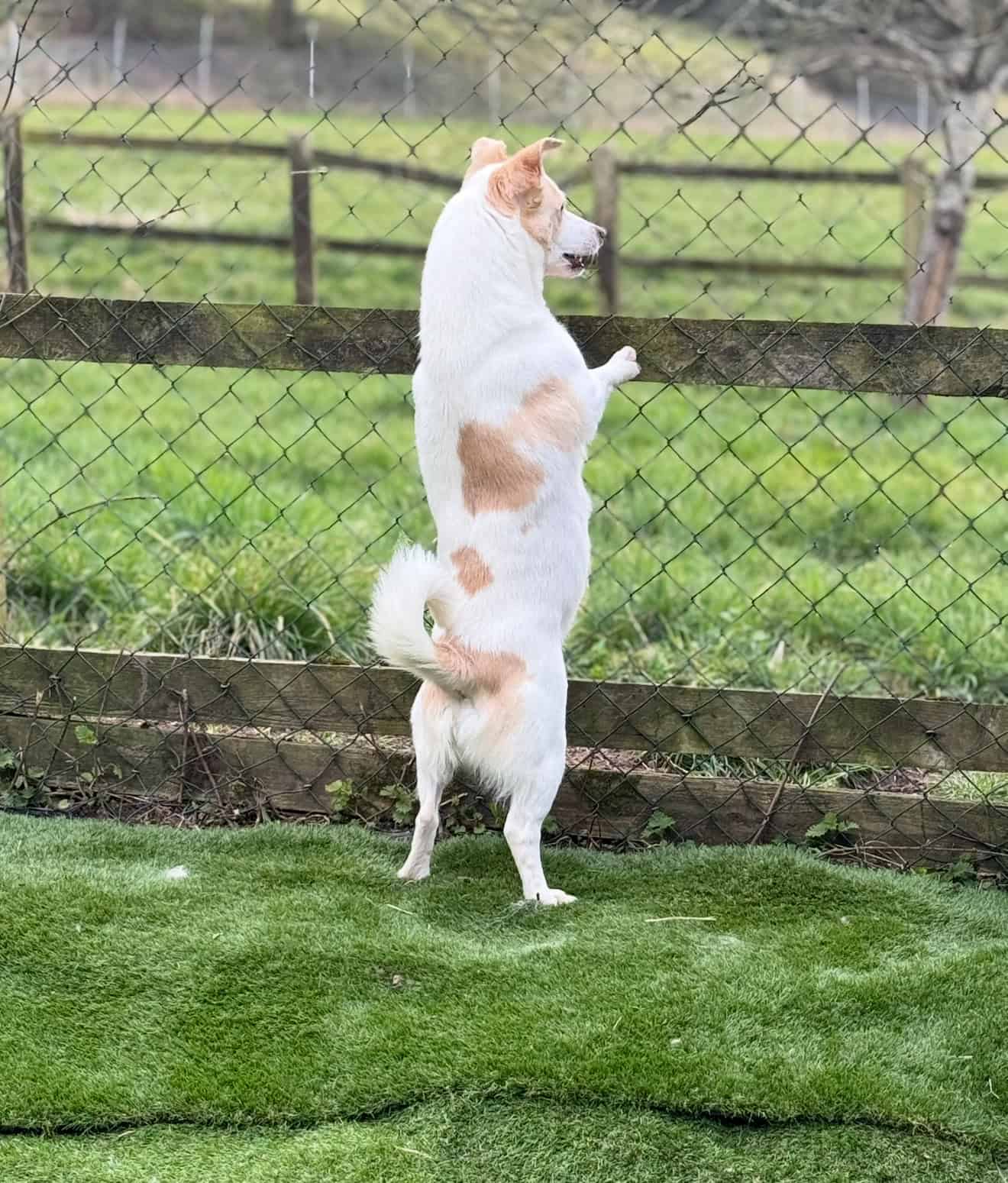 Lily, a Unknown old female Crossbreed available for adoption from Rushton Dog Rescue in Somerset