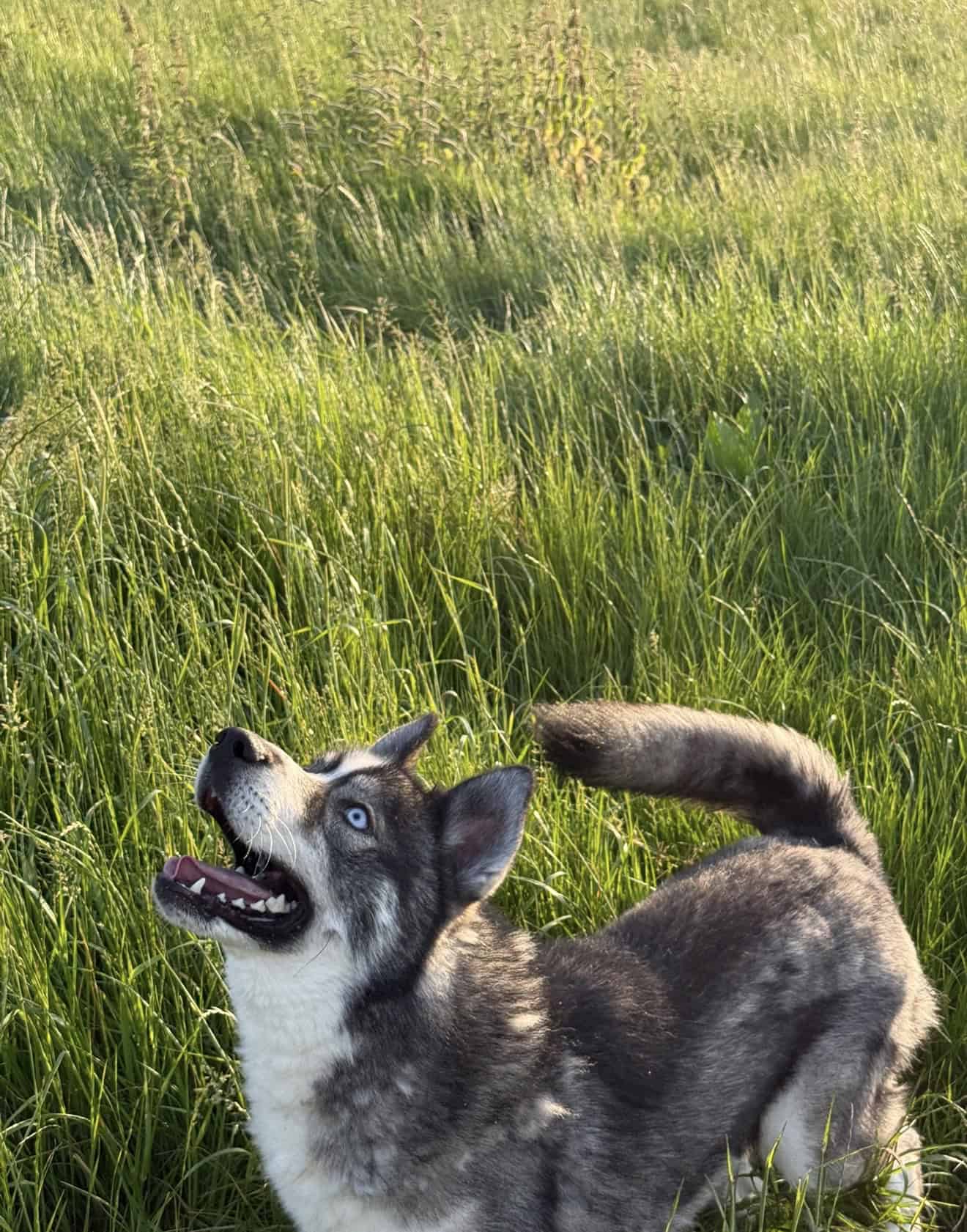 Koda, a 1 year old male Siberian Husky available for adoption from Rushton Dog Rescue in Somerset