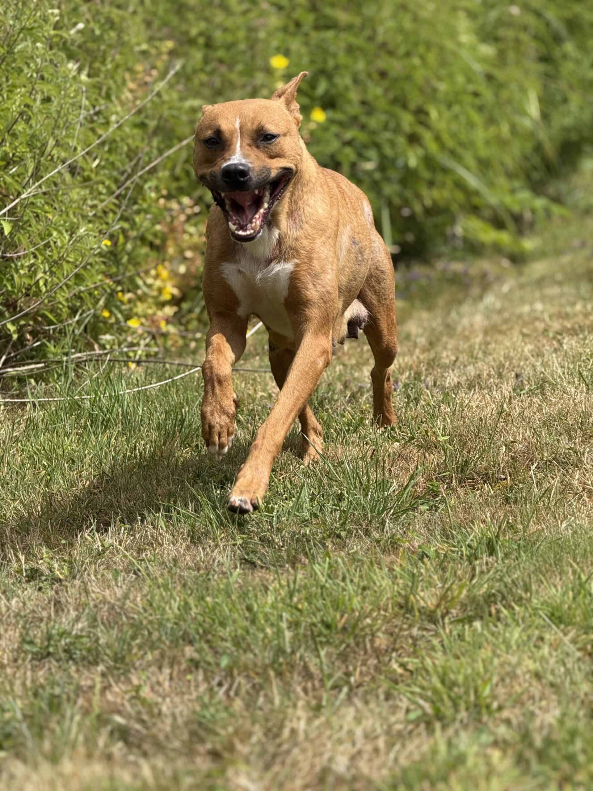 Krissy, a 2 years old female Staffordshire Bull Terrier available for adoption from Rushton Dog Rescue in Somerset