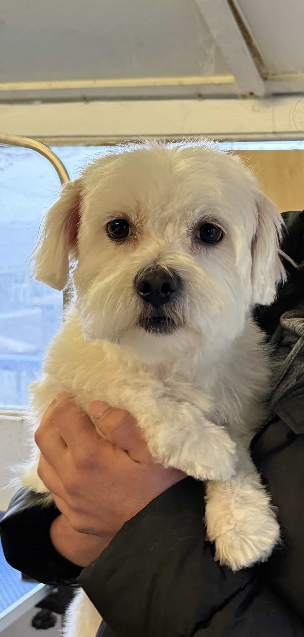 Hugo, a 4 years old male Maltese available for adoption from Rushton Dog Rescue in Somerset