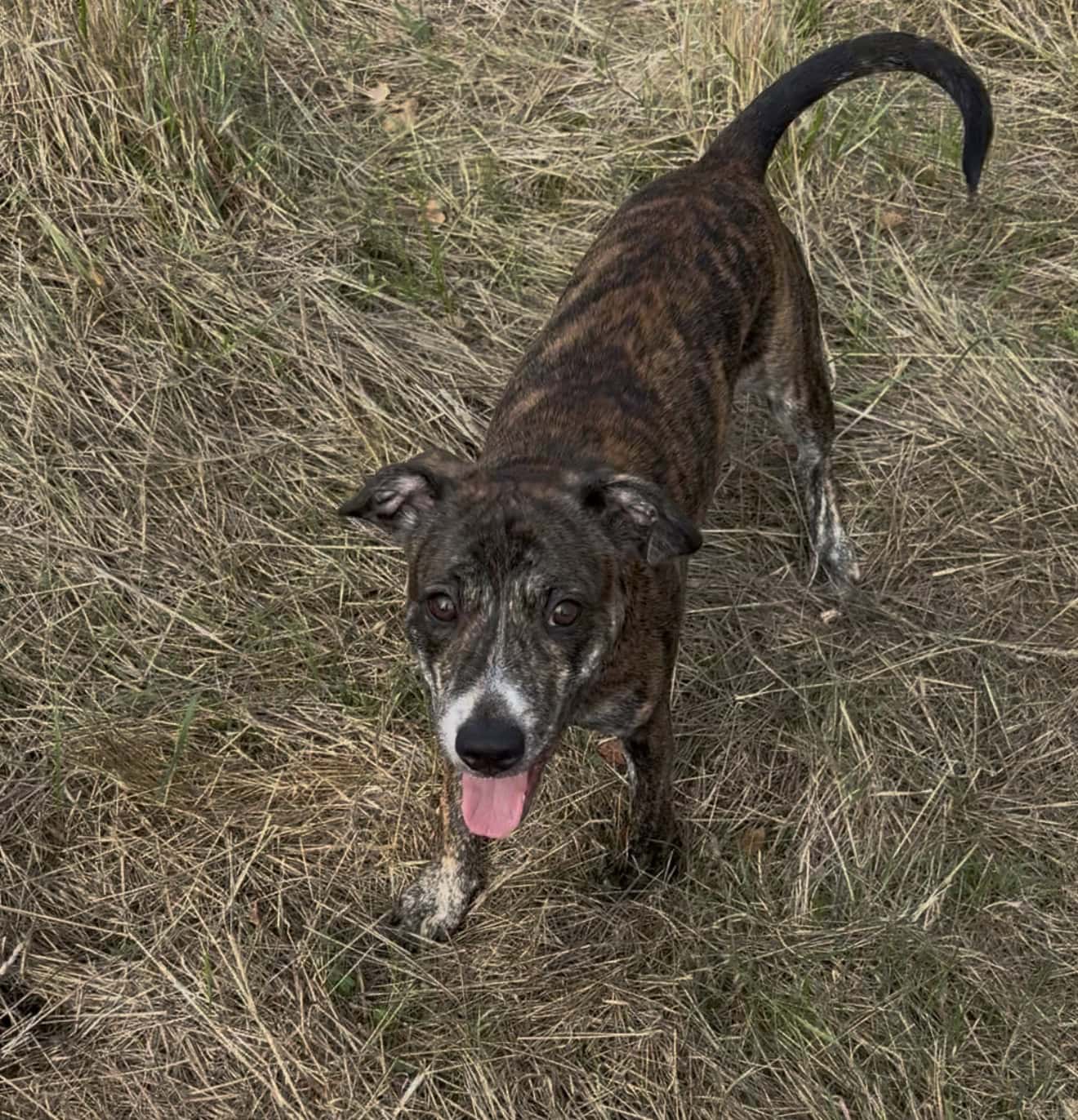 Milo, a 5 months old male Staffordshire Bull Terrier X available for adoption from Rushton Dog Rescue in Somerset