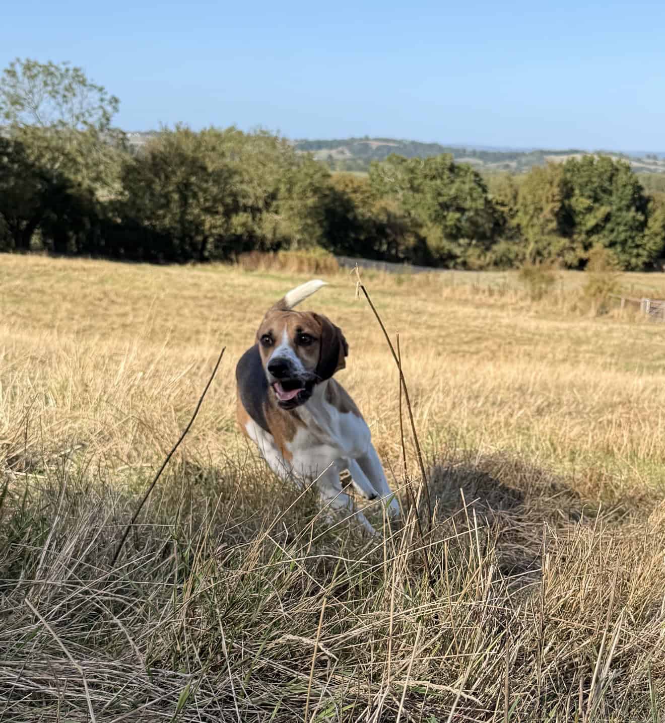 Dobson, a 1 year old male Harrier available for adoption from Rushton Dog Rescue in Somerset